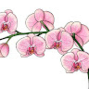 Meet your Posher, Violet